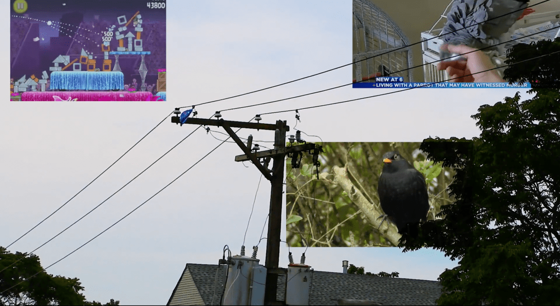 How there is but one Popinjay on Ringing Island